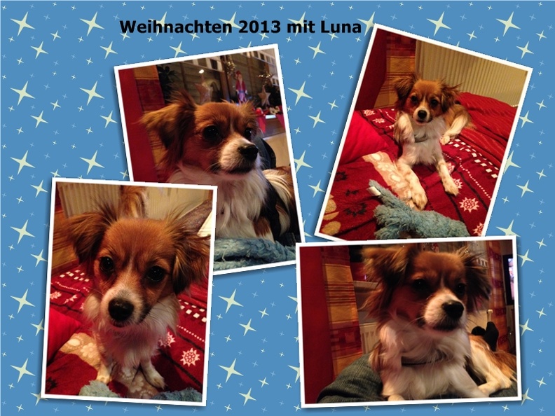 Luna Weihnachten 20133.jpg