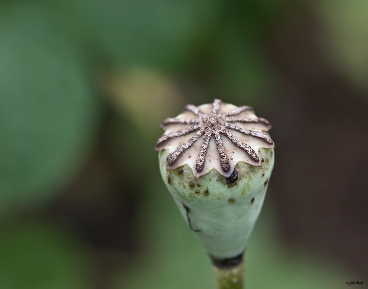 Klatschmohn Impression 2.jpg