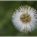 Pusteblume auf der Wiese
