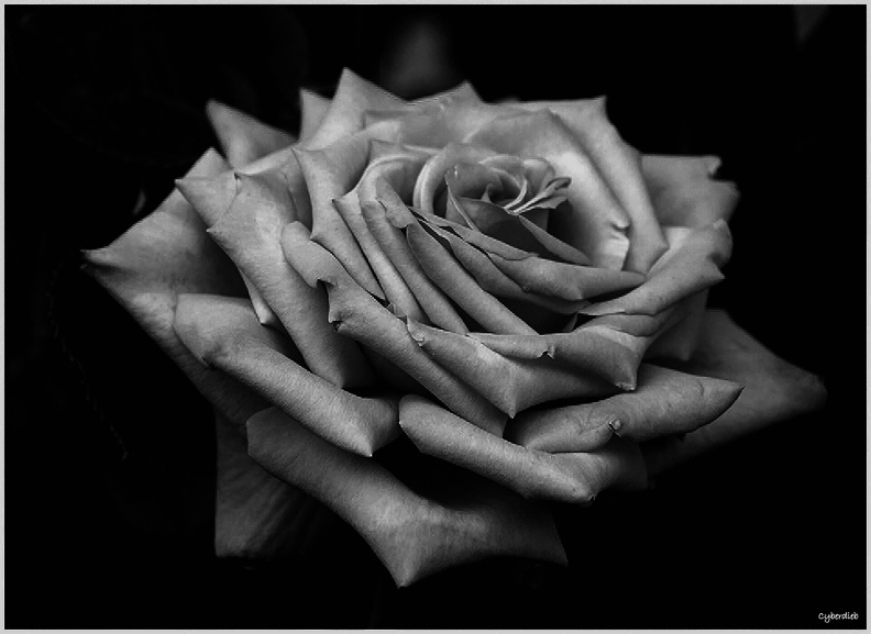 Black Rose.jpg