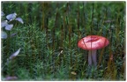 Bluttäubling im Moos