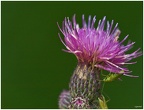 Distel im Wald
