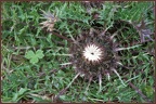 Distel