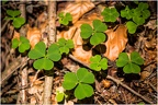 Kleeblätter im Wald