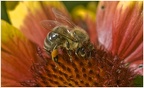 Biene bei der Nektarsuche