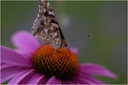 Closeup Schmetterling 2