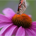 Closeup Schmetterling 3