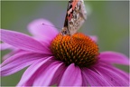 Closeup Schmetterling 3
