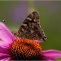 Closeup Schmetterling 4