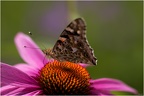 Closeup Schmetterling 4