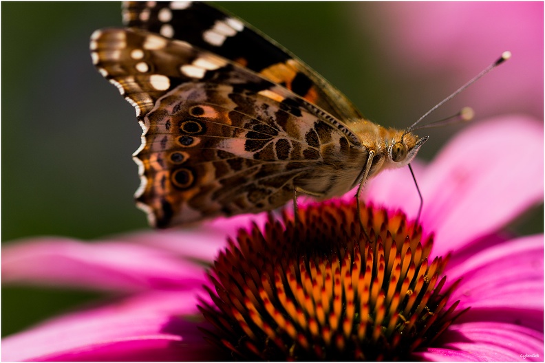 Closeup Schmetterling.jpg
