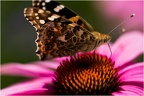 Closeup Schmetterling