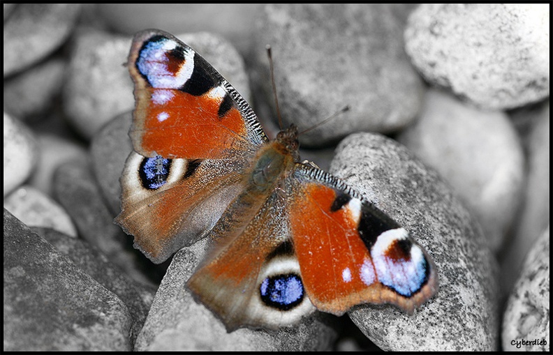 Schmetterling im Frühling.jpg