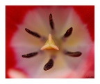 Close up einer Tulpe