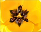 Closeup Yellow tulip