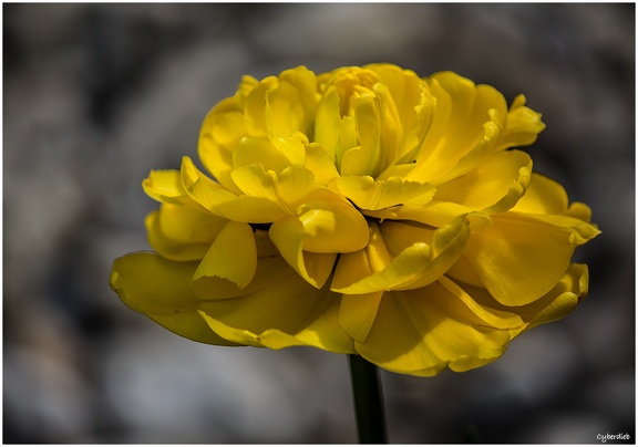 Gelbe Tulpenblüte