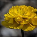 Gelbe Tulpenblüte