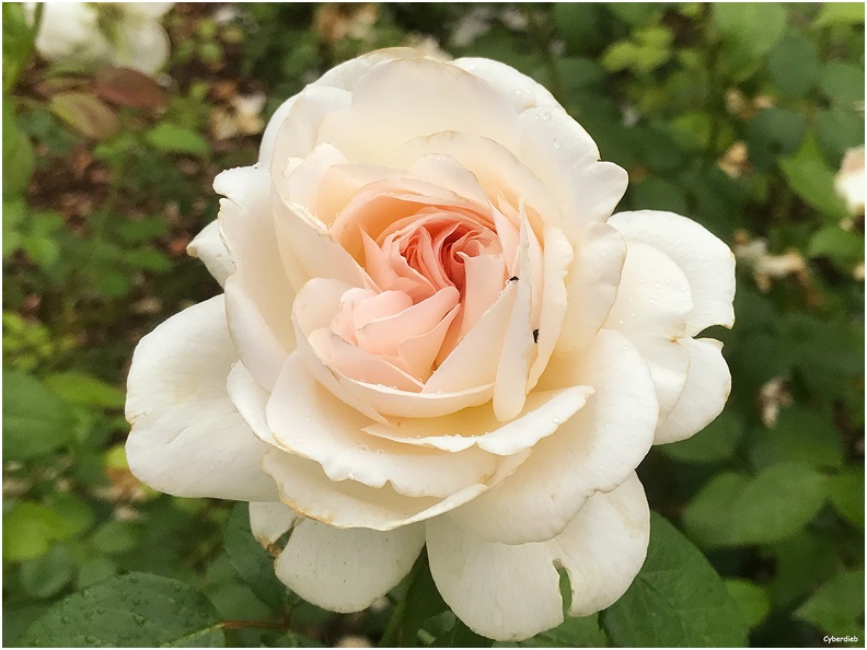 Rose im Kurpark.jpg
