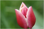 weinende Tulpe