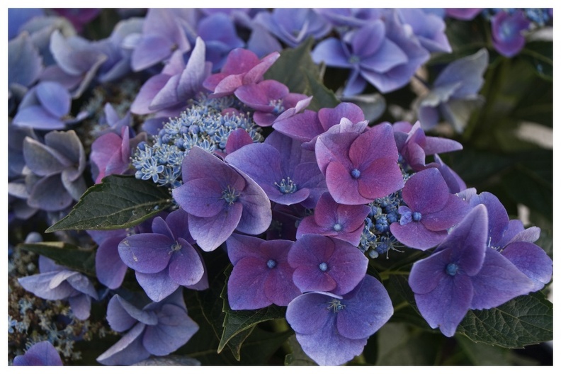 Blaue Hortensien.jpg