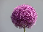 Purple Allium 
