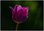 Tulpe im Dunkeln