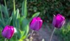 3 Tulpen