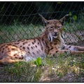 Luchs