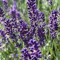 Lavendel