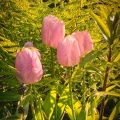 Tulpen-am-Morgen