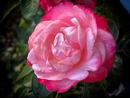 China-Rose