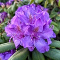 Rhododendron