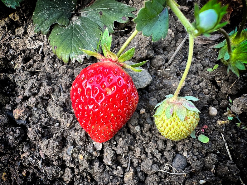 Letzte Erdbeeren