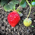 Letzte Erdbeeren