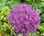 Riesenlauch