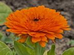 Ringelblume