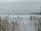 Schilff am Chiemsee