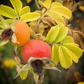 Hagebutten im Herbst