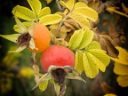 Hagebutten im Herbst