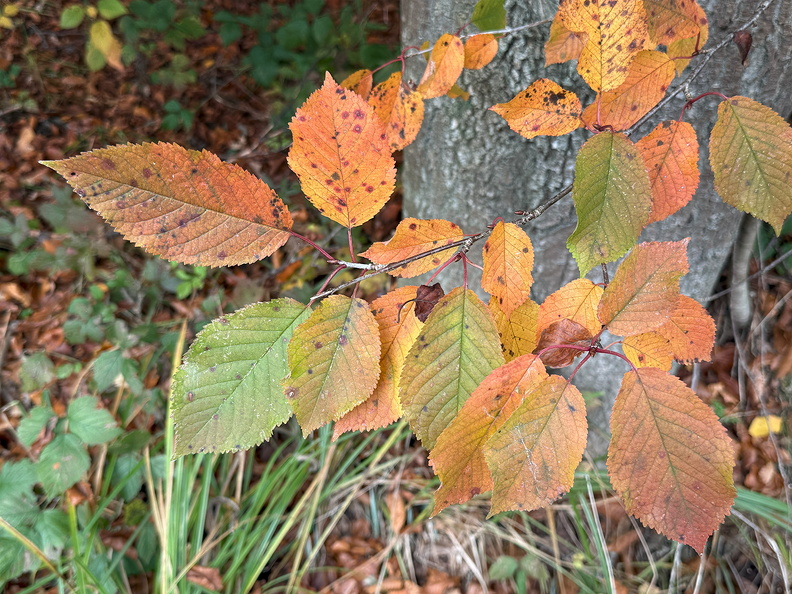 Herbst 2024.jpg