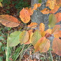 Herbst 2024