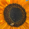 Bienchen bei der Arbeit