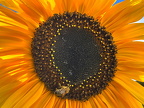 Bienchen bei der Arbeit