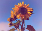 Summer Time 