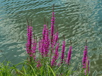 Am See