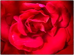 Rosentraum