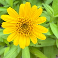 Arnika im Garten