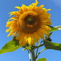 Diesen Sommer