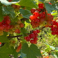 Johannisbeeren